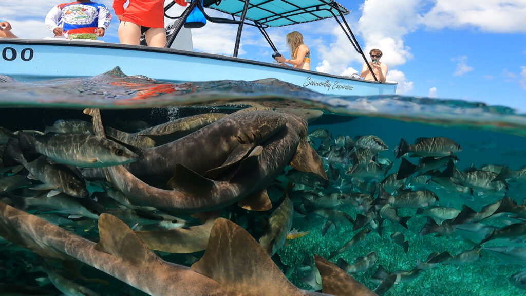 caye caulker reef tours